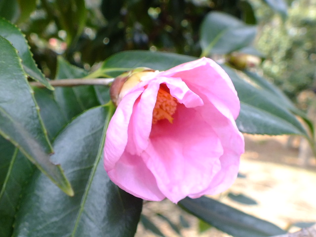e0145782_13311274.jpg