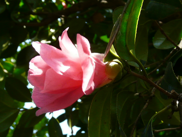 e0145782_13315711.jpg