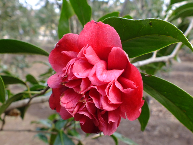 e0145782_13342289.jpg