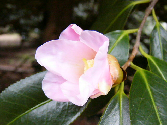 e0145782_13354492.jpg
