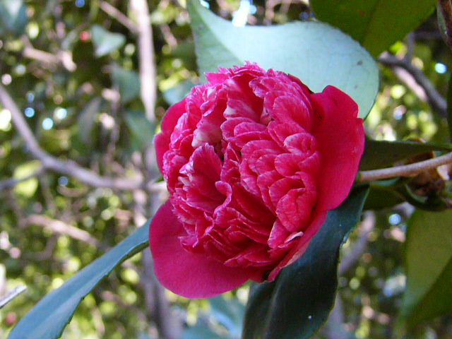 e0145782_13385634.jpg