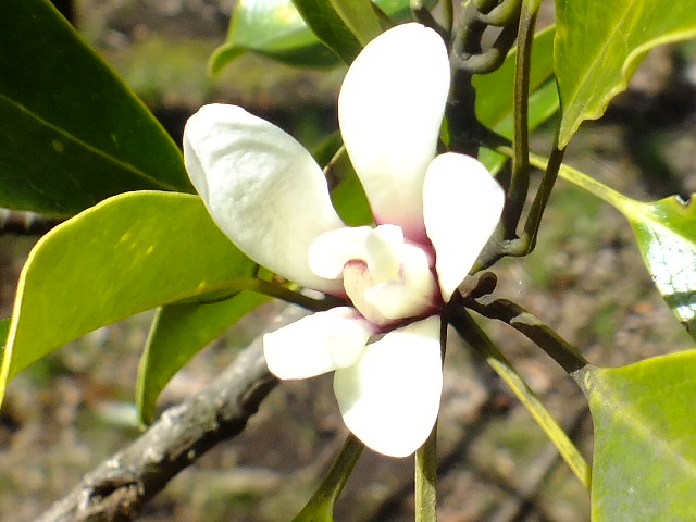 e0145782_1355918.jpg