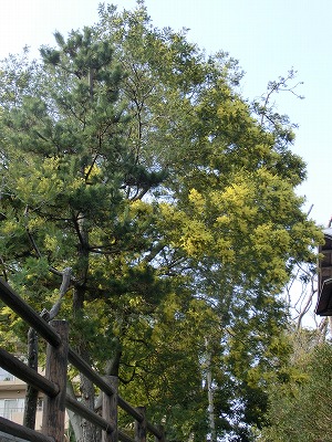 e0123587_2150579.jpg