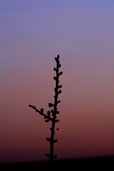 b0042527_10524563.jpg