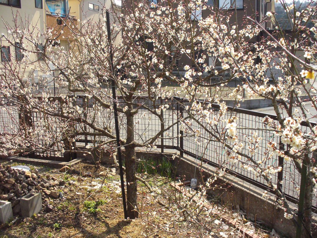 f0346527_2235615.jpg