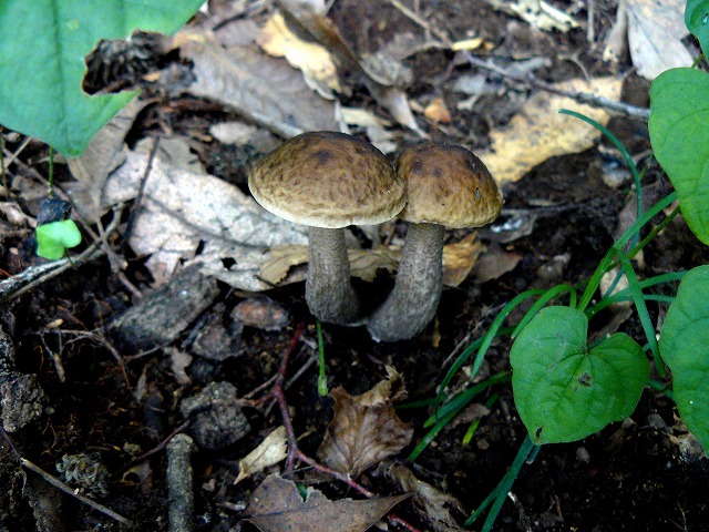 d0019074_8123488.jpg