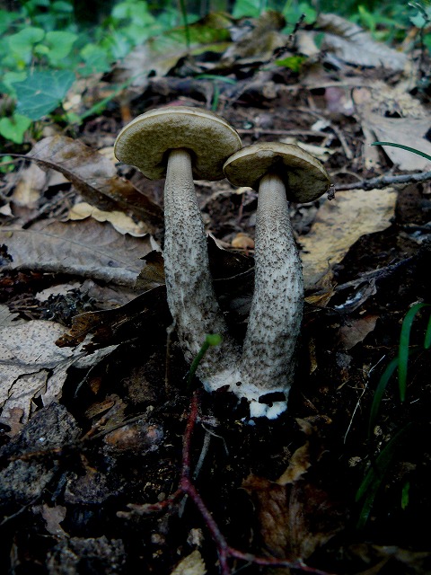 d0019074_813181.jpg