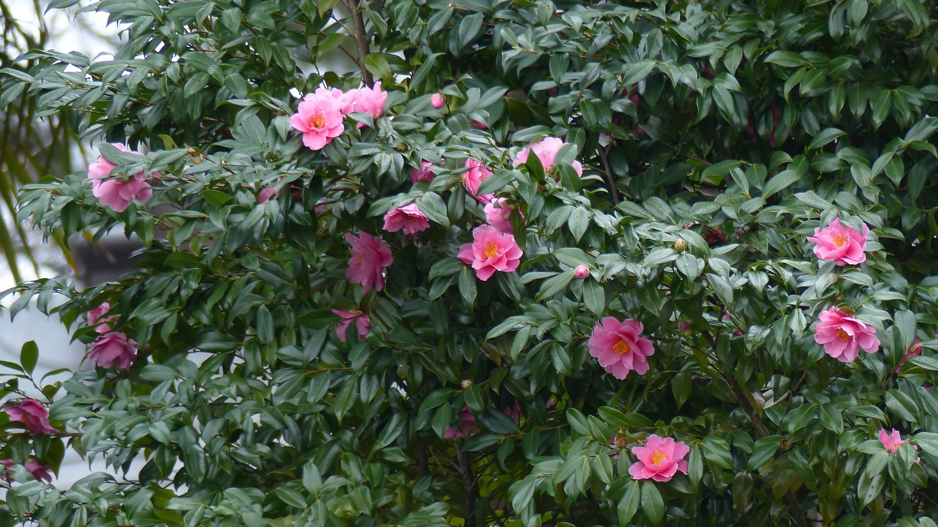 a0185081_22415195.jpg