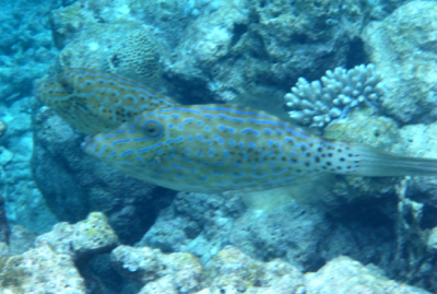 d0298808_20465184.jpg