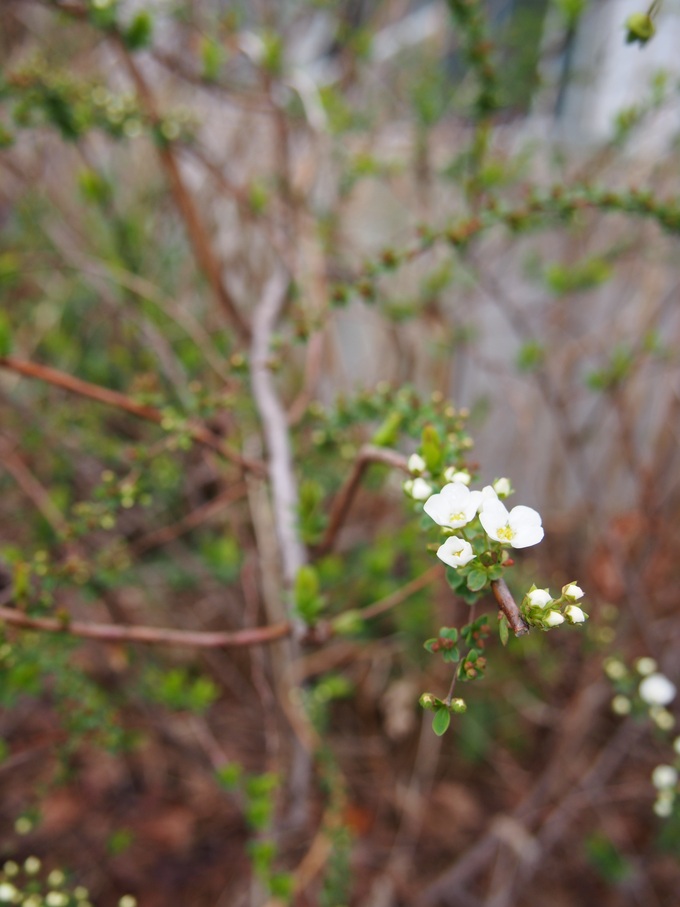 f0043559_172055100.jpg