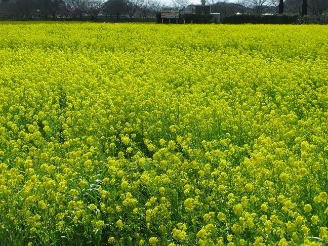 a0052762_2244631.jpg