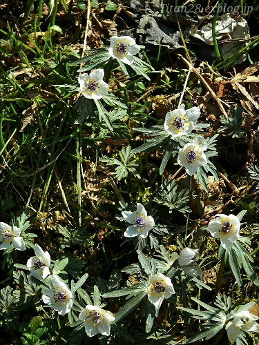 b0099813_1181761.jpg