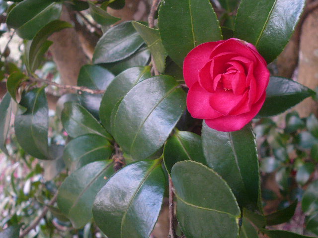 e0026017_15374567.jpg