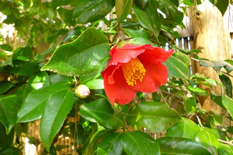 e0135219_9361973.jpg
