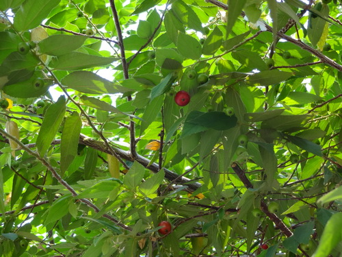 c0357964_1730938.jpg
