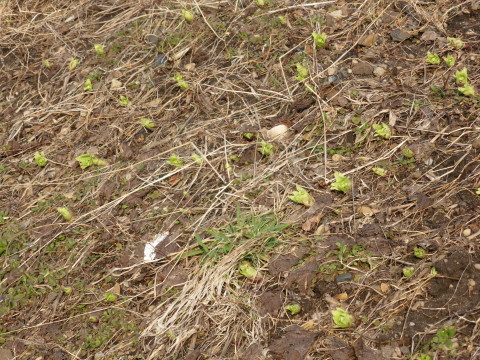 b0238249_17474779.jpg