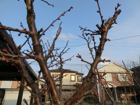 a0203003_19101030.jpg