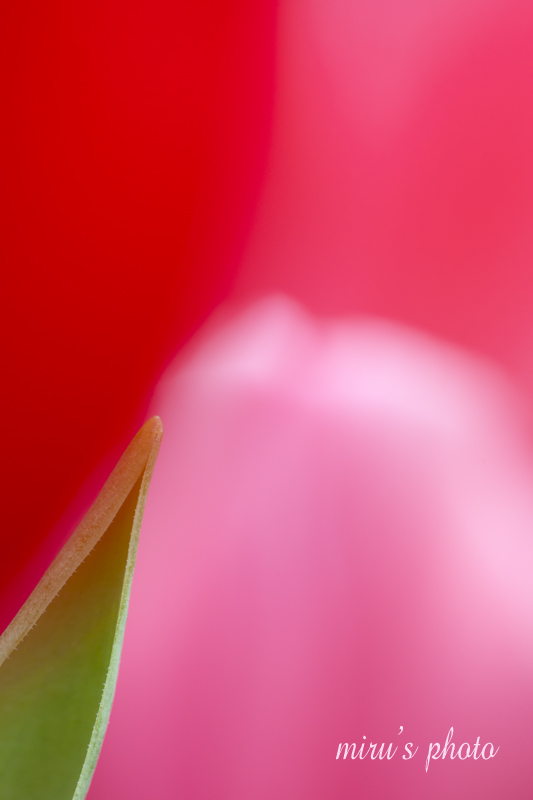 c0037519_972343.jpg
