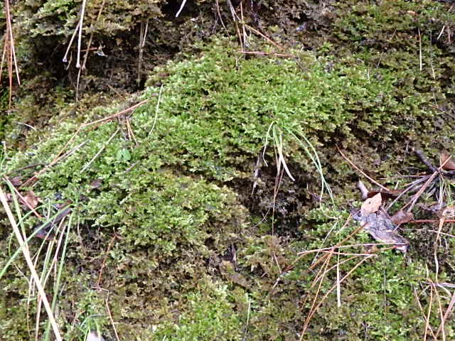 f0334143_19562625.jpg