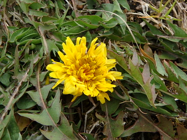 f0334143_2004846.jpg