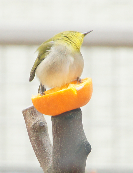 c0139591_2224859.jpg