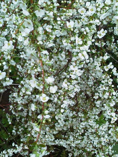 f0036223_10185423.jpg
