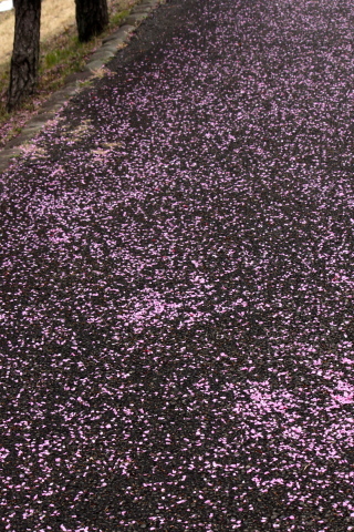 a0248459_18540001.jpg