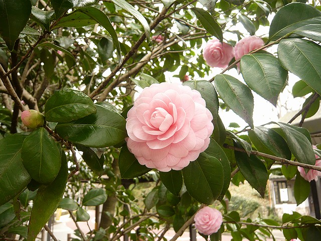 c0223959_20255837.jpg