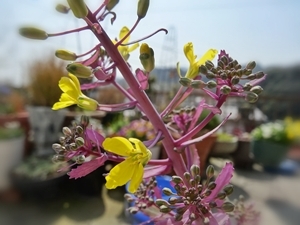 e0264374_21260730.jpg