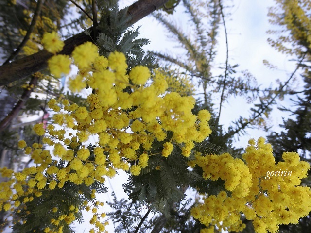 f0202291_9481423.jpg