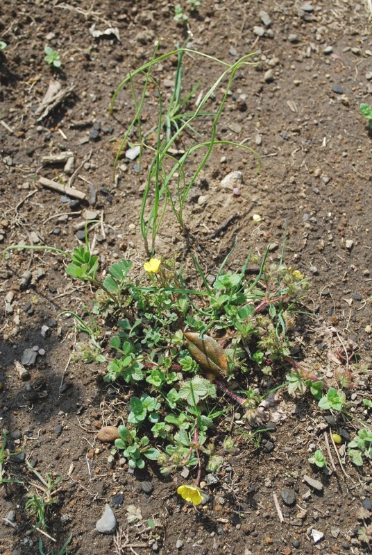 e0025300_20291778.jpg