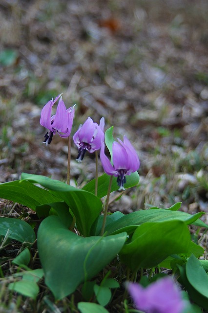 e0121110_22461784.jpg