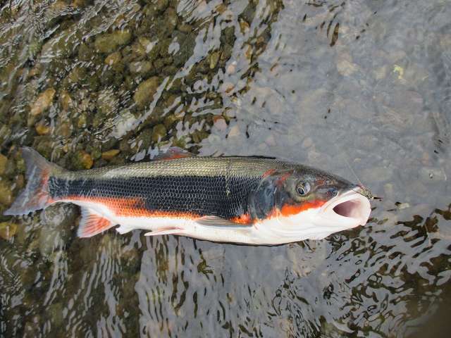 f0321433_21363015.jpg