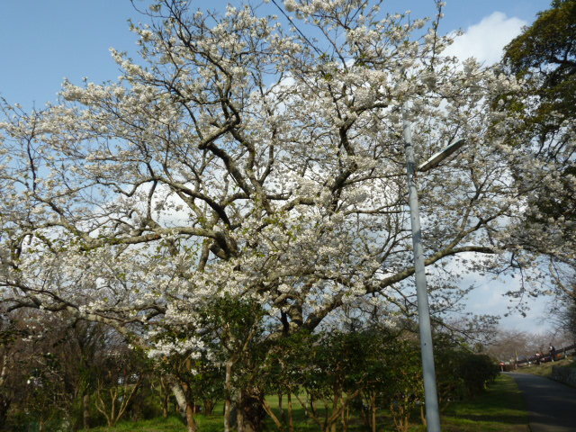 e0278968_20504411.jpg