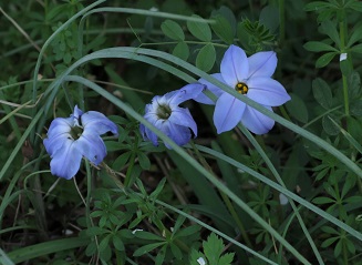 e0130185_14423633.jpg