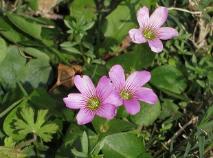 e0130185_14425865.jpg
