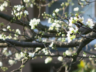 e0130185_2036485.jpg