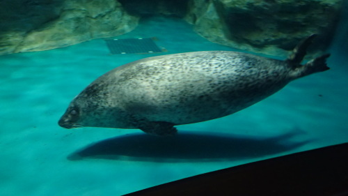 a0338094_23140794.jpg