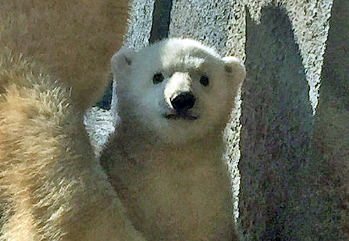 a0151913_17271592.png