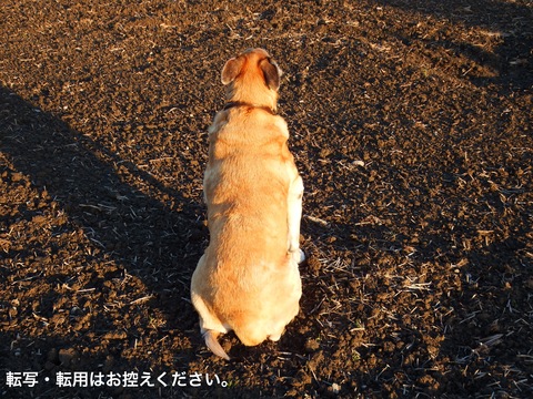 c0335229_20393253.jpg