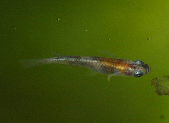 e0097534_15365290.jpg