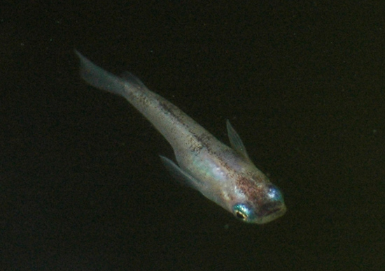 e0097534_15372467.jpg