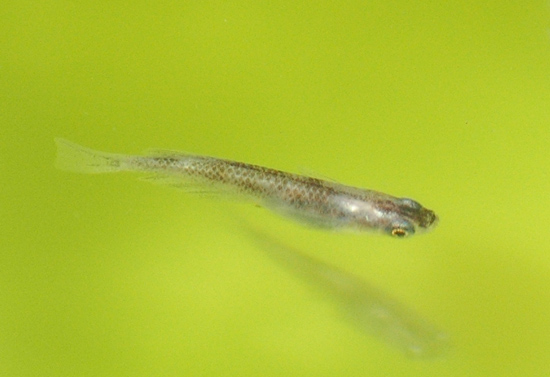 e0097534_1537392.jpg