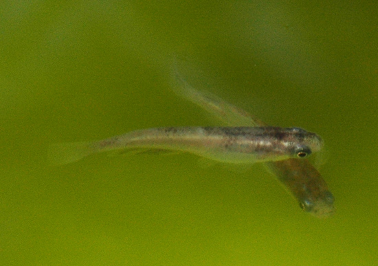 e0097534_15375464.jpg
