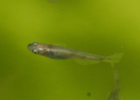 e0097534_15383233.jpg