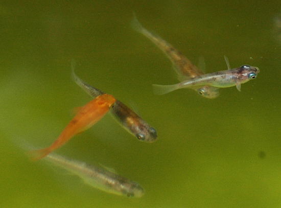 e0097534_15392826.jpg