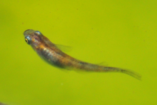e0097534_1539394.jpg