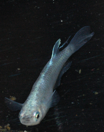 e0097534_931182.jpg