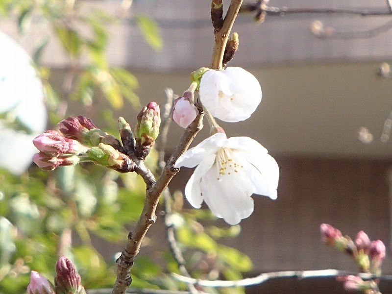 b0044663_1253141.jpg