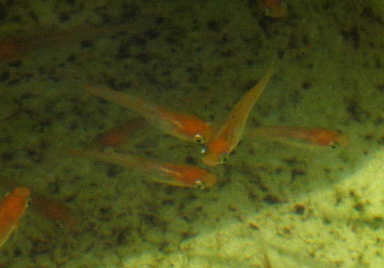 e0097534_936891.jpg